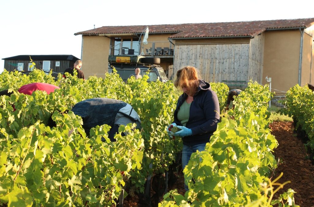 Les petits plants ont bien grandis