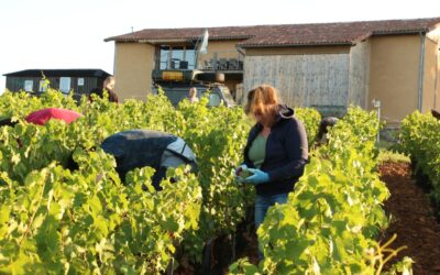 Les petits plants ont bien grandis